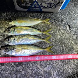 セイゴ（マルスズキ）