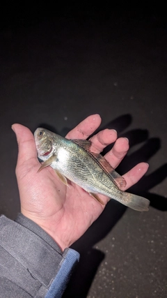 イシモチの釣果