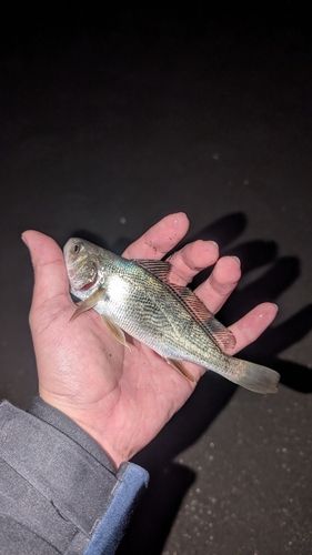 イシモチの釣果