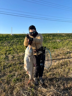 ハクレンの釣果