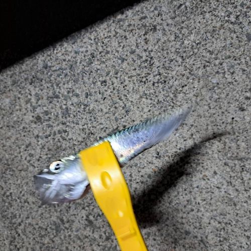 三陸海岸（青森）