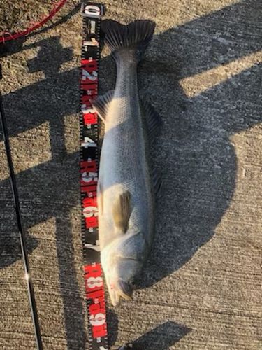 シーバスの釣果