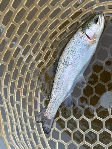 ニジマスの釣果