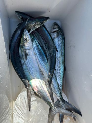 サゴシの釣果