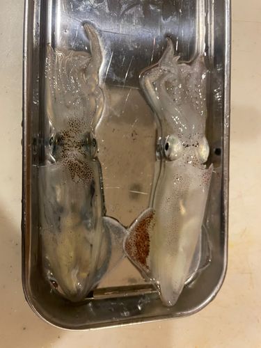 ヒイカの釣果