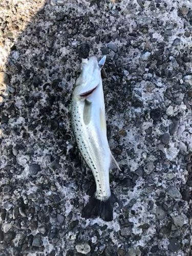 セイゴ（タイリクスズキ）の釣果