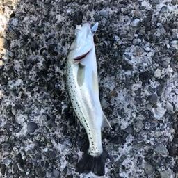 セイゴ（タイリクスズキ）