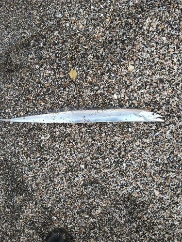 タチウオの釣果