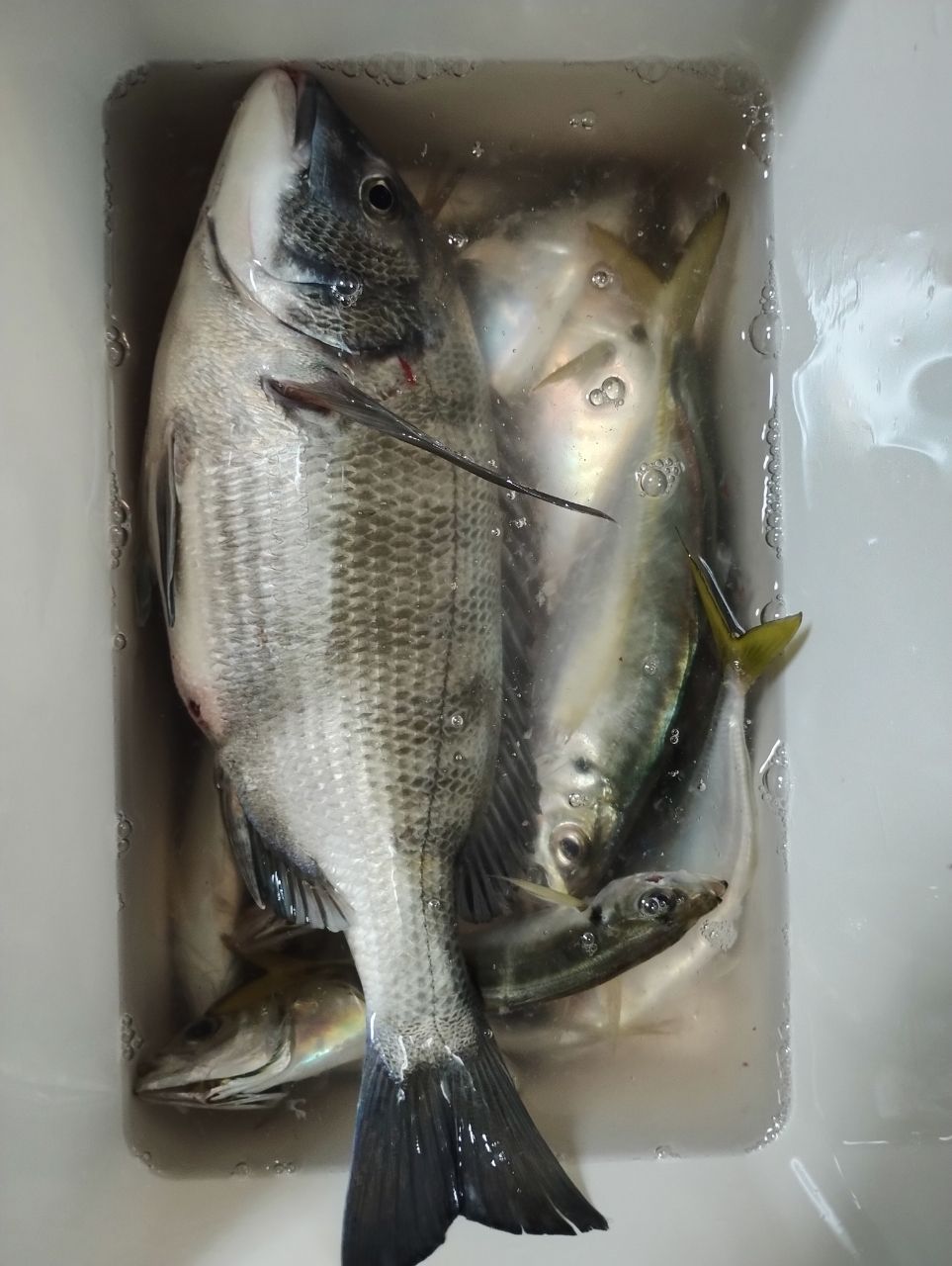 LGOAさんの釣果 1枚目の画像