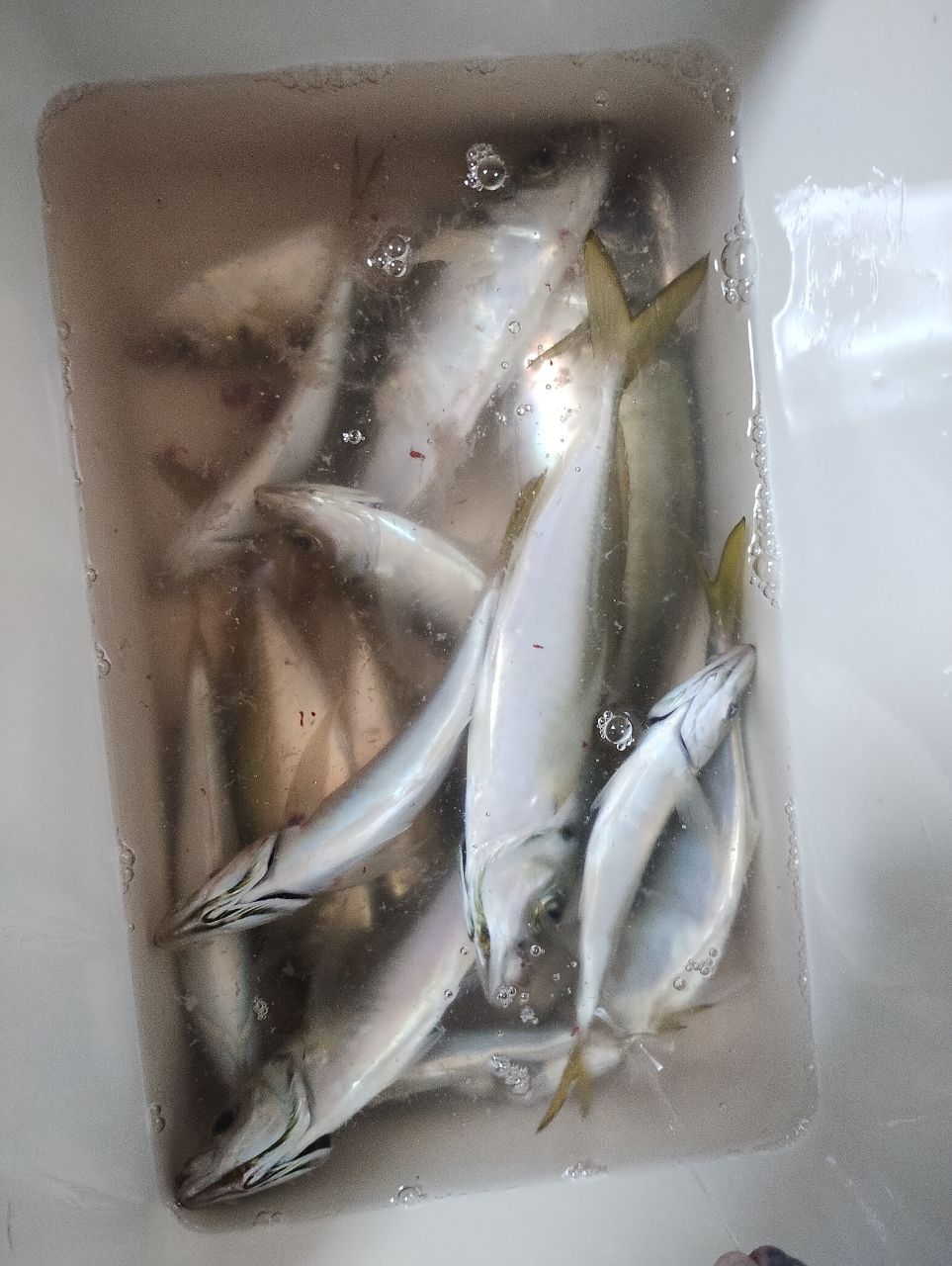 LGOAさんの釣果 1枚目の画像