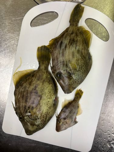 カワハギの釣果