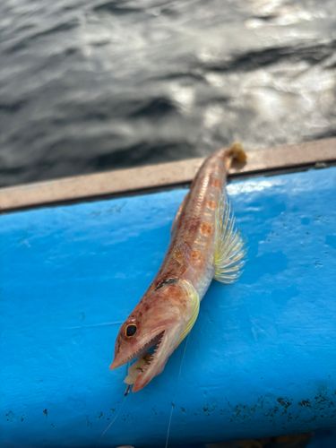 トラギスの釣果