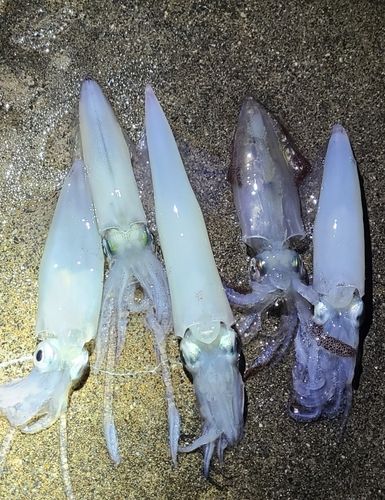 イカの釣果