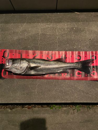 常滑りんくう釣り護岸