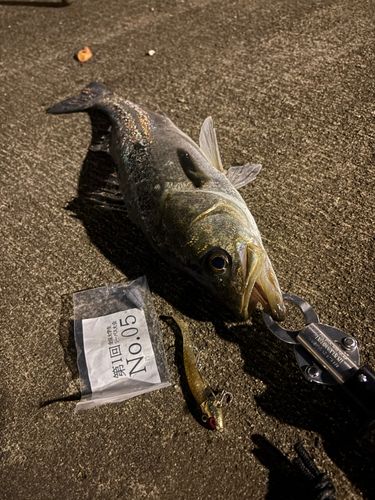 シーバスの釣果