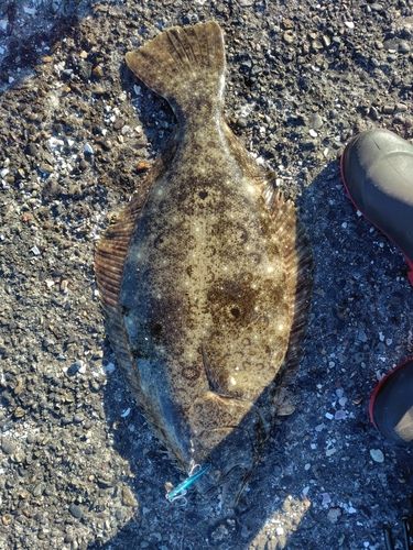 ヒラメの釣果