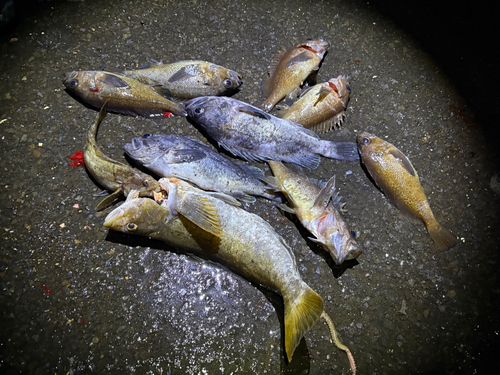 アイナメの釣果