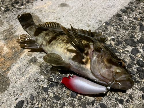 タケノコメバルの釣果