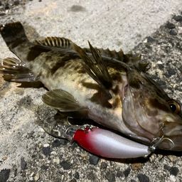 タケノコメバル