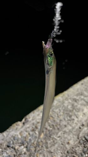 タチウオの釣果