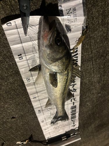 シーバスの釣果