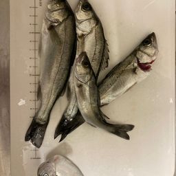 セイゴ（マルスズキ）