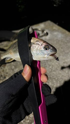 イシモチの釣果