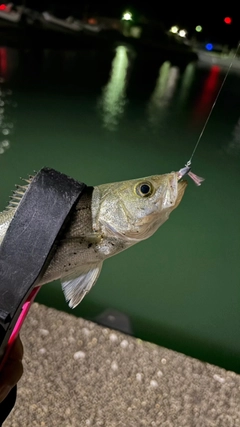 セイゴ（マルスズキ）の釣果
