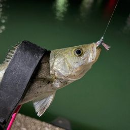 セイゴ（マルスズキ）