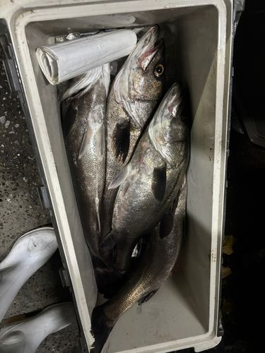 シーバスの釣果