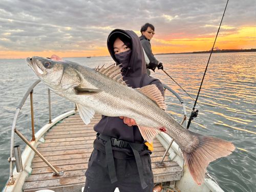 シーバスの釣果