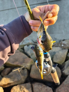 フグの釣果