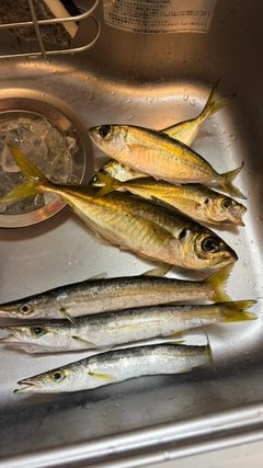 アカカマスの釣果