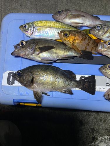メバルの釣果