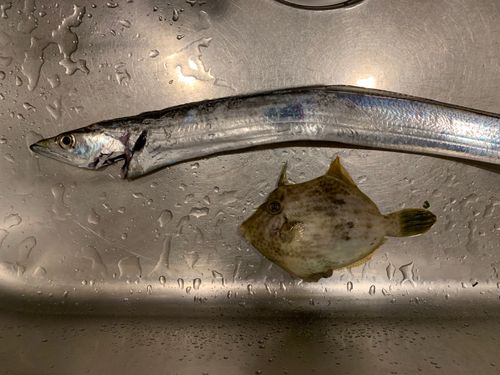 タチウオの釣果