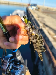 タケノコメバルの釣果