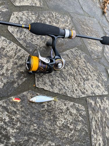 オイカワの釣果