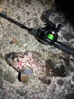 ムラソイの釣果