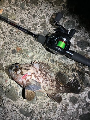 ムラソイの釣果