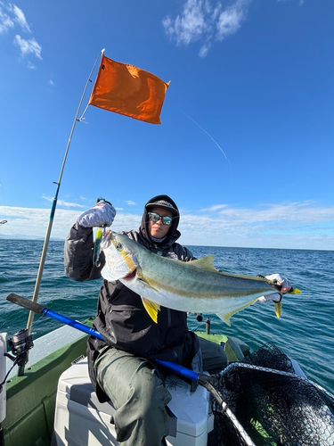 ヒラマサの釣果