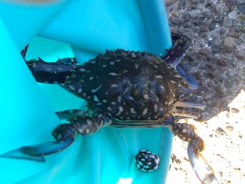 若洲海浜公園海釣り施設