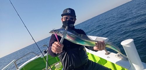 タチウオの釣果