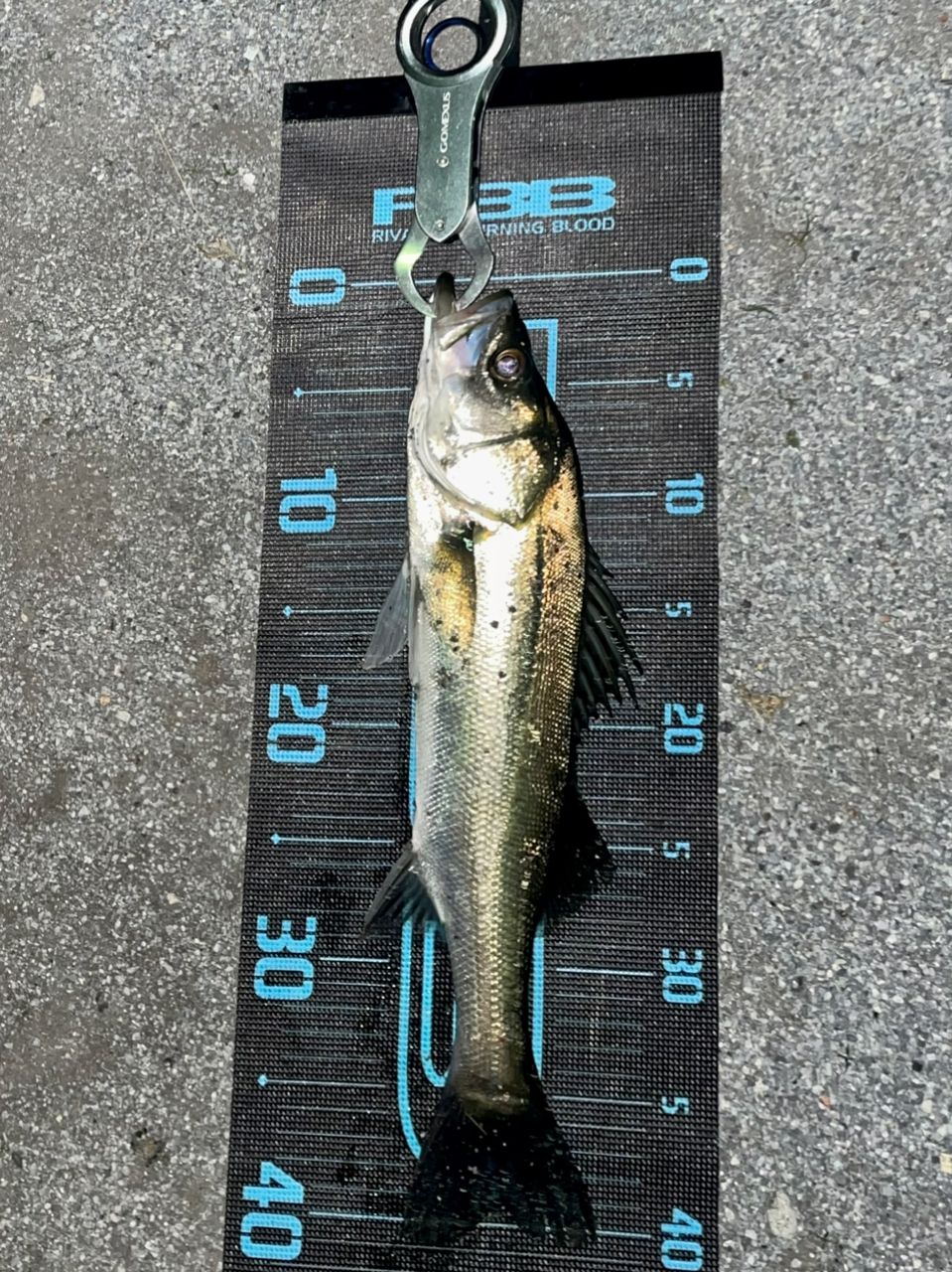 SHIMANO 22エクスセンス ∞ (インフィニティ) S96Mの最安値・インプレ