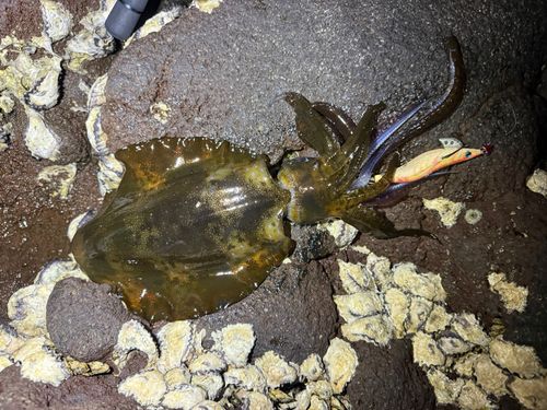 アオリイカの釣果