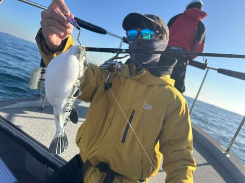 トラフグの釣果