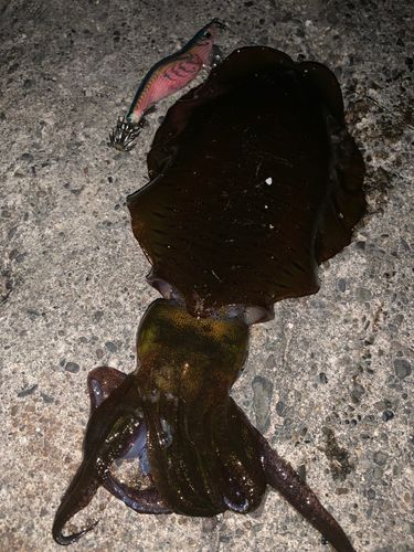 アオリイカの釣果