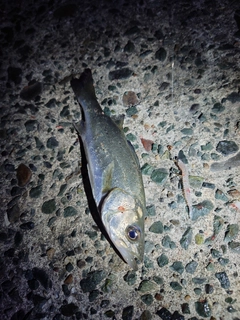 セイゴ（マルスズキ）の釣果