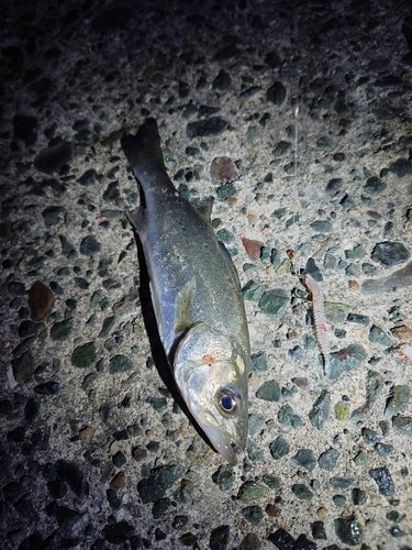 セイゴ（マルスズキ）の釣果