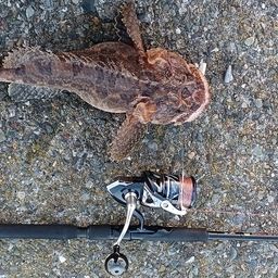 トウベツカジカ