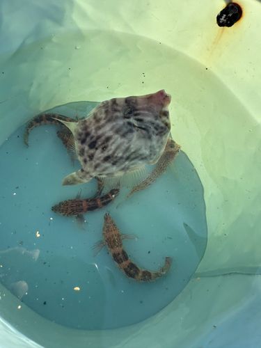 カワハギの釣果